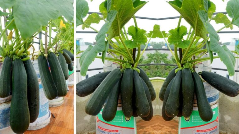Questo semplice gesto fa crescere le zucchine in abbondanza…