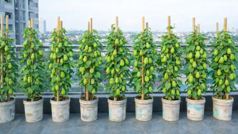 Questo semplice gesto trasforma il tuo balcone in un giardino produttivo di chayote…