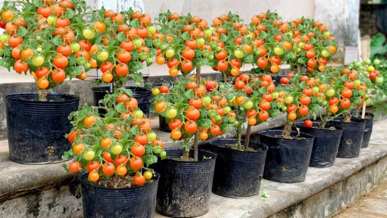 Questo metodo per coltivare pomodori piccoli cambierà il tuo giardino…