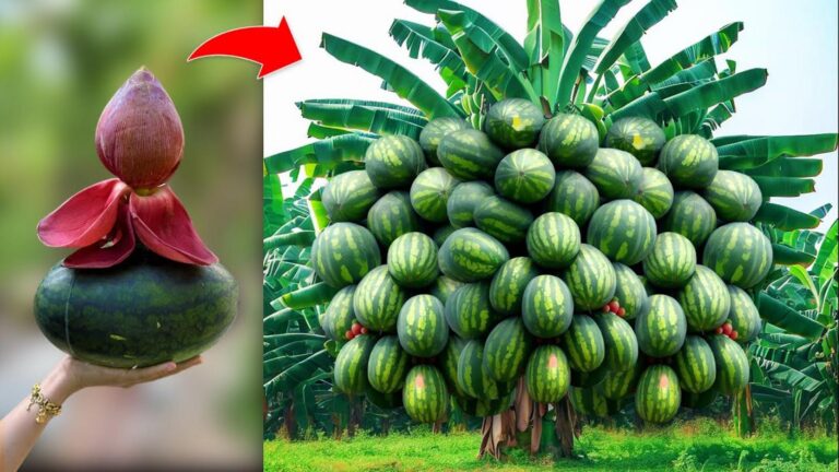 Questo metodo sorprendente trasforma banane e angurie in frutti gigantes…