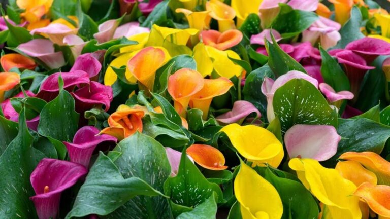 Questo semplice gesto rinnova le tue calle colorate… scopri il segreto della fioritura!