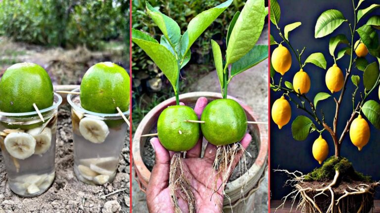Questo semplice gesto trasforma il tuo limone in una pianta rigogliosa…
