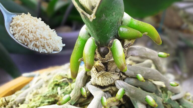5 segreti per far rinascere le orchidee rovinate subito!