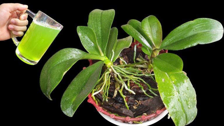 5 Segreti per Far Crescere le Radici delle Orchidee Subito Dopo la Fioritura