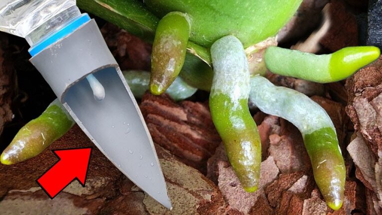 5 segreti per far fiorire le orchidee tutto l’anno! Scopri come!