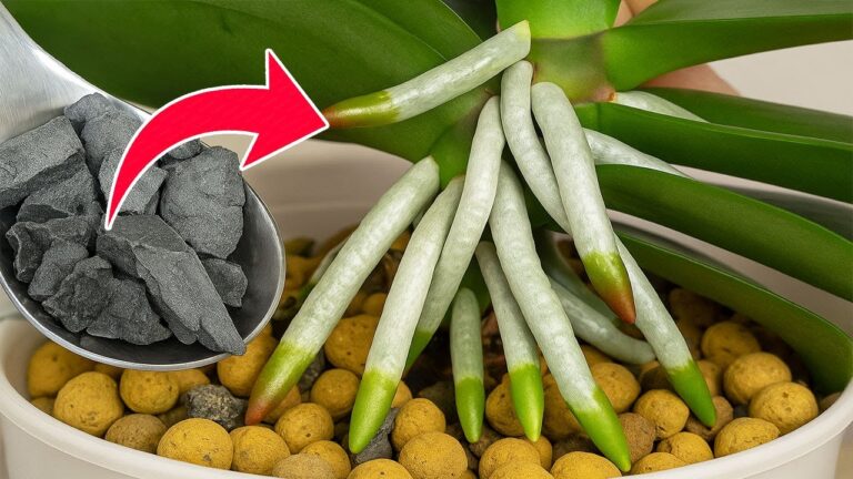 Scopri i 5 segreti per far fiorire orchidee tutto l’anno senza sforzo!