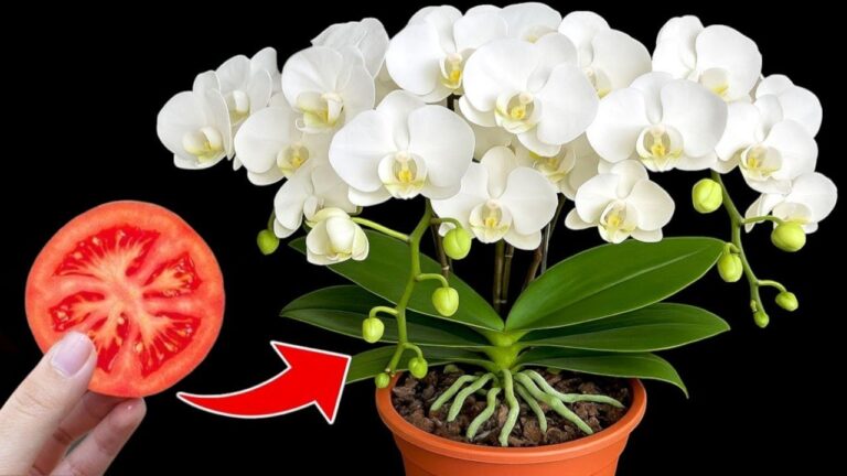 Scopri 1 trucco per far fiorire le tue orchidee tutto l’anno!
