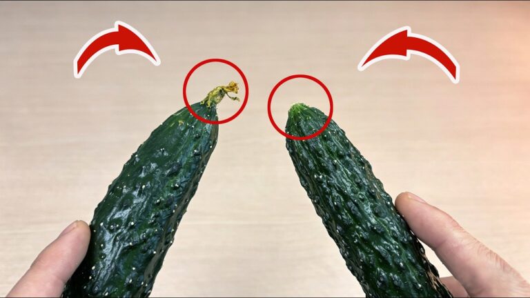 5 Modi per Raccogliere Cetrioli nel Modo Giusto e Migliorare il Tuo Giardino!