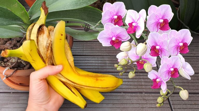 5 Segreti per Far Fiorire Orchidee Senza Fine! Scopri Come!