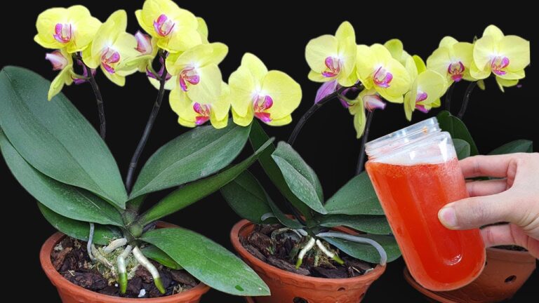 Fioriture tutto l’anno: 5 segreti per curare le tue piante con una sola tazza d’acqua!