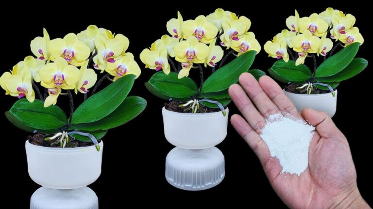 5 modi infallibili per far fiorire le orchidee e avere radici forti!