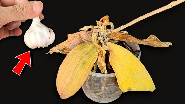 Rivitalizza 7 orchidee morte con un solo spicchio d’aglio, ti sorprenderà!