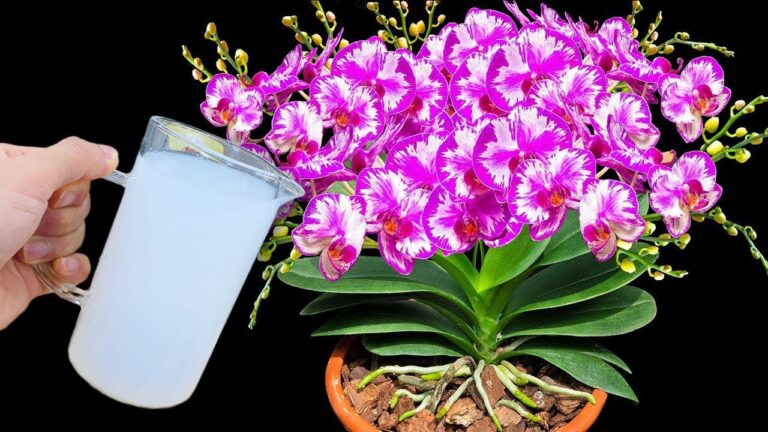 Scopri 5 trucchi per far fiorire le orchidee tutto l’anno con solo acqua!