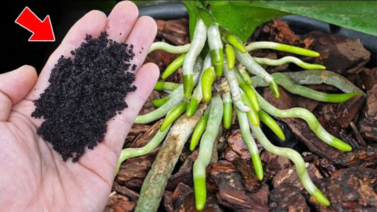 5 segreti per coltivare orchidee sempre fiorite e forti come l’aglio!