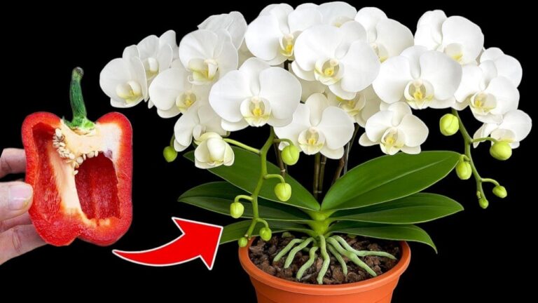 Scopri 1 trucco per far fiorire le orchidee tutto l’anno!