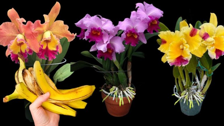 Fai sbocciare orchidee tutto l’anno con 1 banana e radici: scopri come!