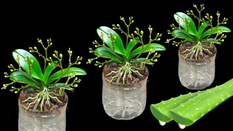 5 segreti per far fiorire le orchidee in bottiglie di plastica per sempre!