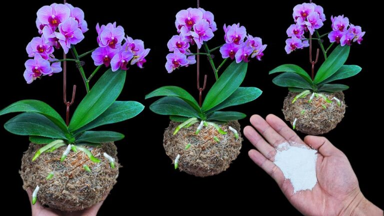 5 segreti per far rifiorire le orchidee tutto l’anno! Scopri come!