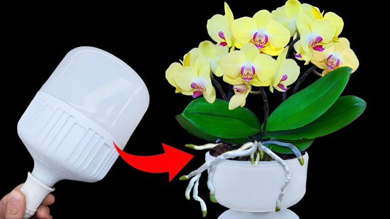 5 segreti per far fiorire le tue orchidee come mai prima d’ora!