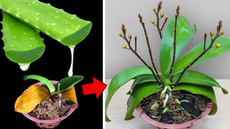 3 segreti per far rifiorire orchidee appassite e farle brillare di nuovo!