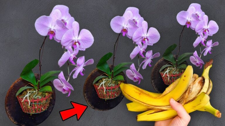 Scopri 5 trucchi per far rifiorire le tue orchidee in modo semplice!