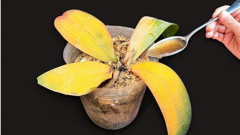 Rivitalizza le tue orchidee in 1 passaggio e falli fiorire tutto l’anno!