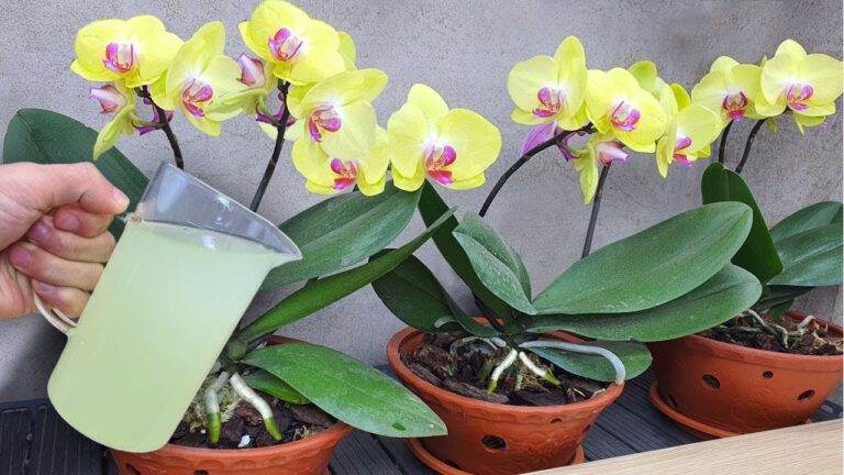 Fai fiorire le tue orchidee: 5 segreti per una crescita straordinaria tutto l’anno!