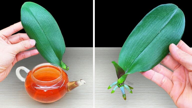 Scopri 1 trucco magico per ravvivare la tua orchidea in un attimo!