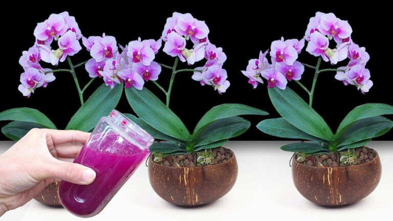 Scopri 5 segreti per far rifiorire anche le orchidee più spente!