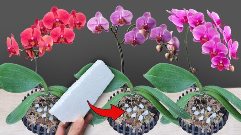 Scopri 5 segreti per coltivare orchidee che fioriscono tutto l’anno!