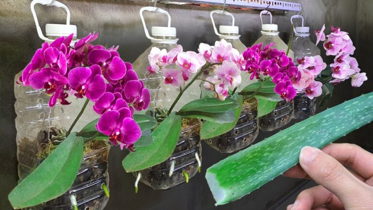 Scopri 5 segreti per far fiorire le orchidee tutto l’anno!