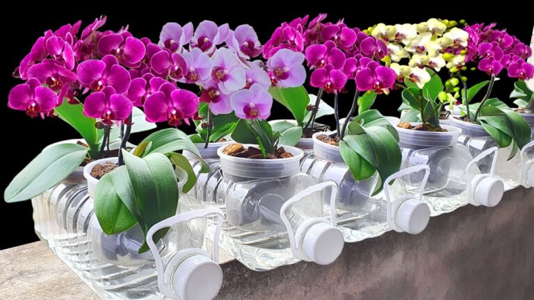 5 segreti per far crescere velocemente le orchidee e ottenere fiori magnifici
