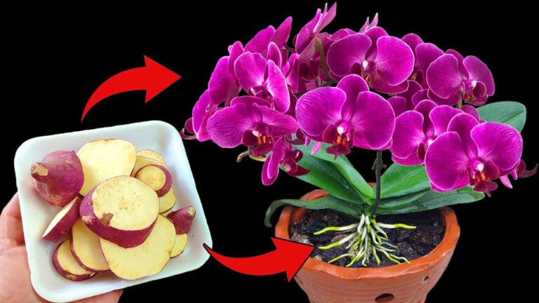 Scopri come un solo tubero fa fiorire le orchidee: 3 segreti da conoscere!