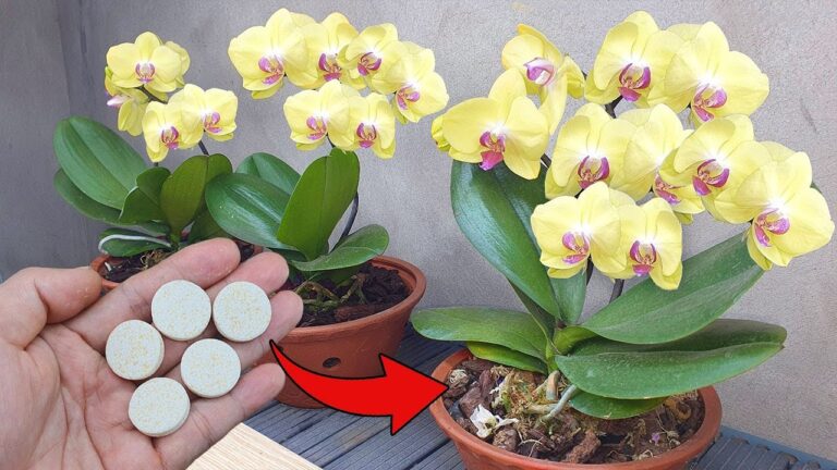 1 tazza per far rinascere l’orchidea: scopri il metodo facile e sorprendente!