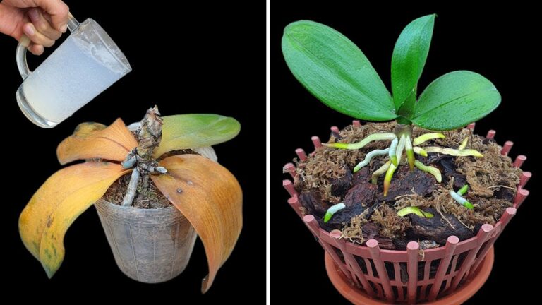 Rinfresca la tua orchidea in 1 solo passo semplice e sorprendente!