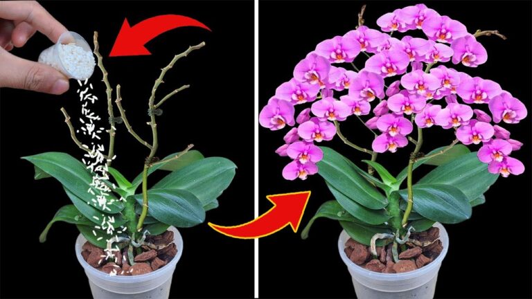Scopri 1 trucco per far fiorire le orchidee con rami appassiti tutto l’anno!