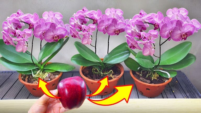 5 metodi per far sbocciare le orchidee tutto l’anno! Scopri il segreto!