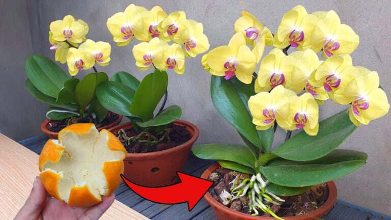 5 Segreti per Far Fiorire le Tue Orchidee Tutto l’Anno!