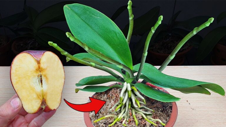 Scopri 5 frutti miracolosi per far fiorire le tue orchidee più in fretta!