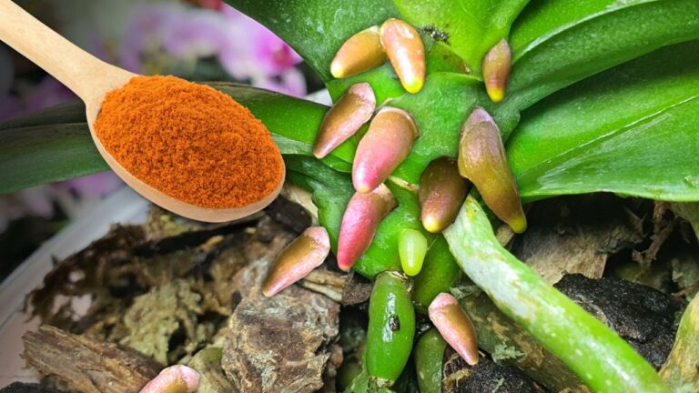 Scopri 5 trucchi per far fiorire le tue orchidee in modo sorprendente!