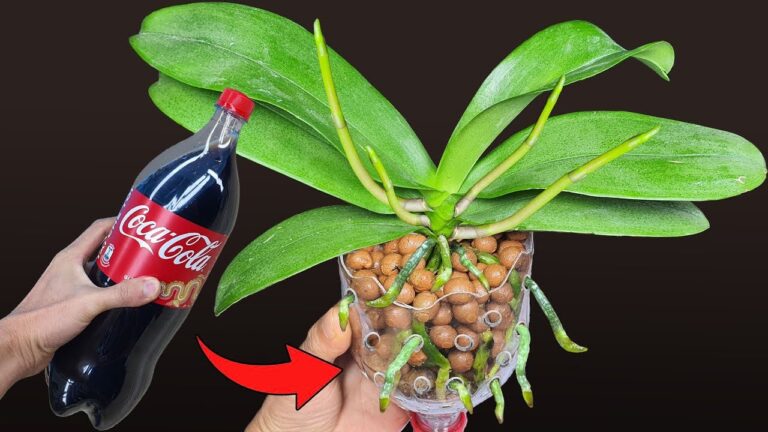 5 consigli per la cura delle orchidee dopo la fioritura: scopri come farle rifiorire!