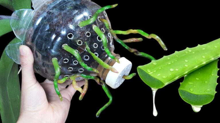 5 segreti per far fiorire le orchidee in bottiglie di plastica senza sforzo