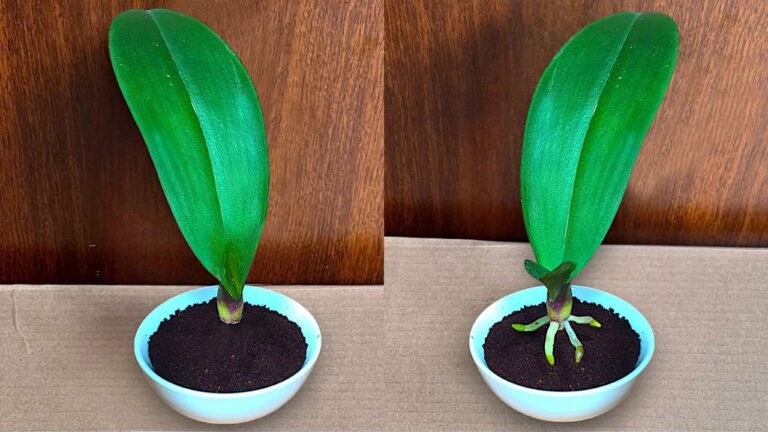 Scopri 5 segreti per far crescere le radici delle foglie di orchidea tutto l’anno!