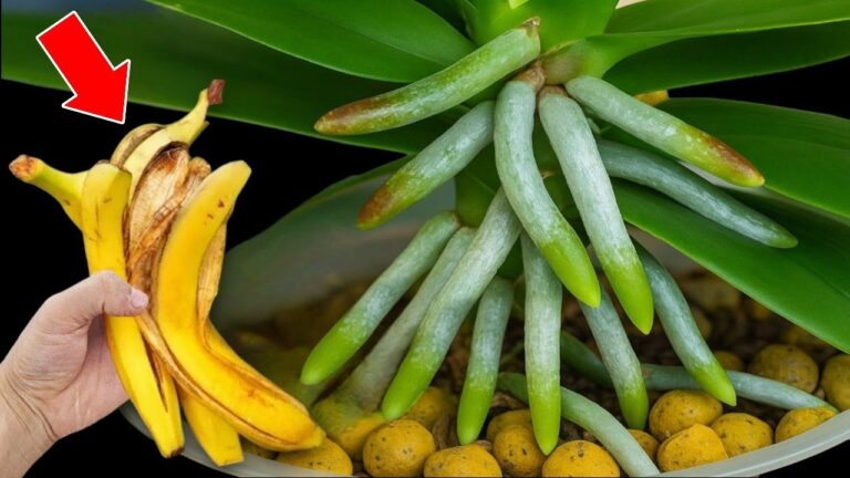 Rivitalizza le tue orchidee: 5 consigli per far crescere le radici subito!