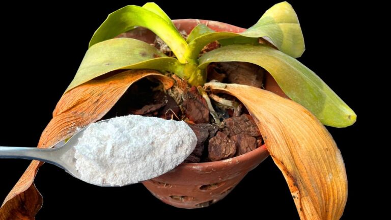 1 cucchiaio per far fiorire la tua orchidea in modo sorprendente!