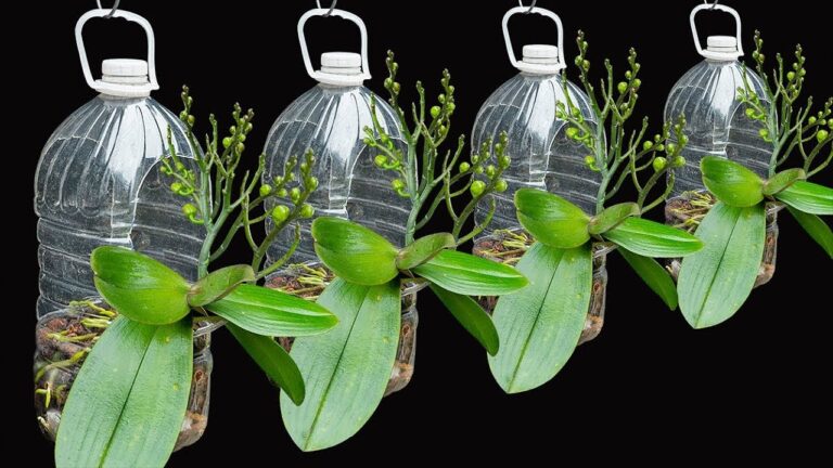 5 segreti per far fiorire le orchidee in una bottiglia di plastica!