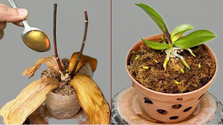 Rinvigorisci le orchidee: 1 cucchiaio per fiori tutto l’anno!