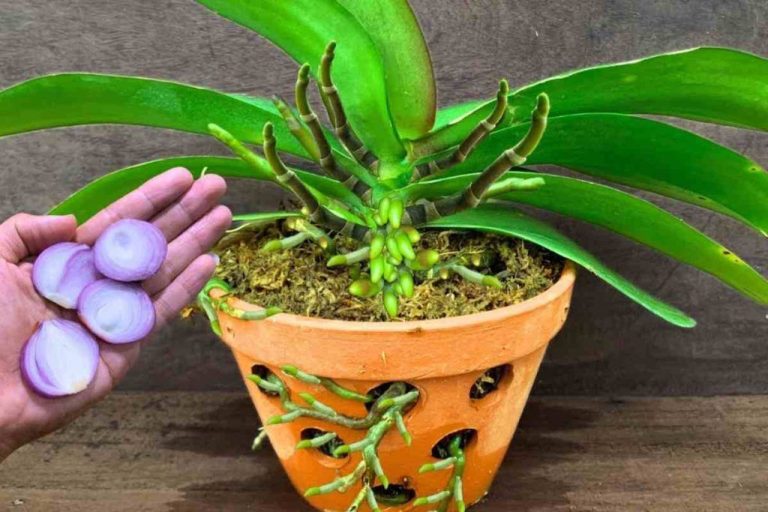 Scopri il segreto per far fiorire le tue orchidee per sempre