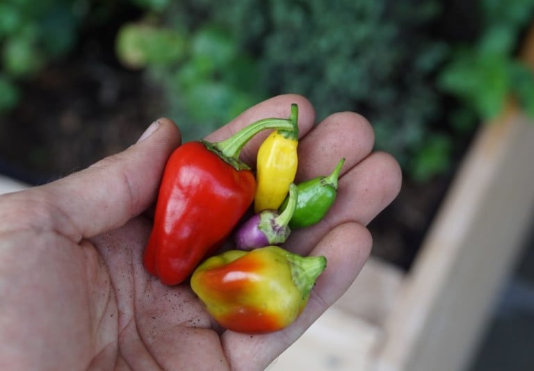 10 peperoncini piccanti da coltivare per gli amanti della cucina speziata