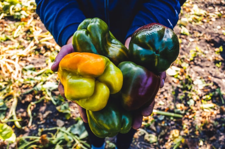 8 segreti per coltivare un raccolto abbondante di peperoni